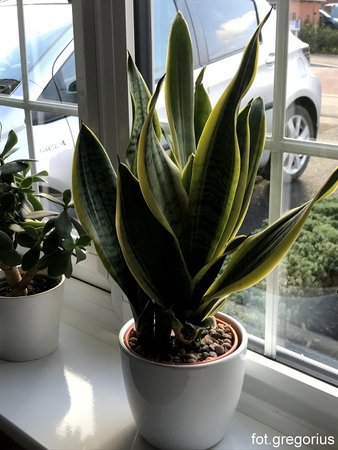 Sansevieria trifasciata.jpg