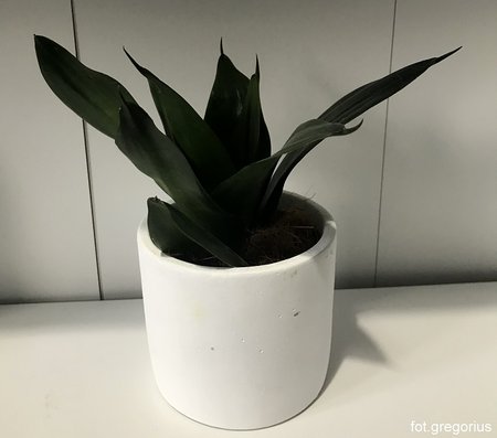 Sansevieria ‘Hahnii Black Jade’.jpg