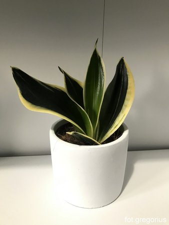 Sansevieria 'Hahnii Jade Pagoda'.jpg