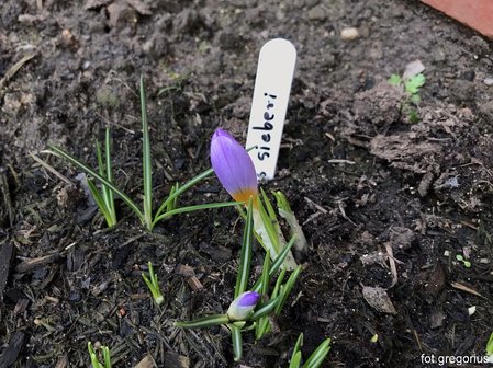 Crocus sieberi 'Firefly'.jpeg