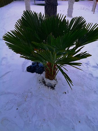 Palma na śniegu.jpg