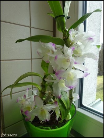 Dendrobium nobile.JPG