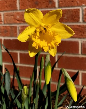 Daffodil.jpg