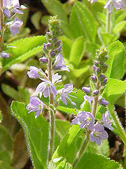 P. lekarski - Veronica officinalis.jpg