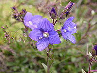 P. krzewinkowy - Veronica fruticansJPG.JPG