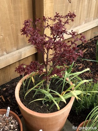 Acer palmatum 'Little Red'.jpeg