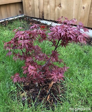 Acer palmatum Twombly's Red Sentinel.jpeg