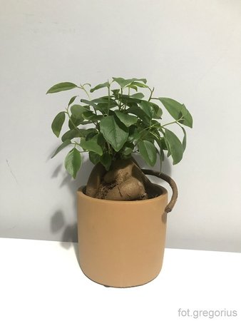 Ficus microcarpa.jpeg