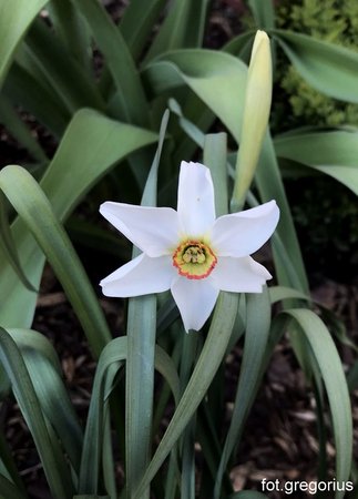 Narcissus poeticus var. recurvus.jpeg