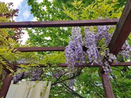 wisteria_Easy-Resize.com.jpg