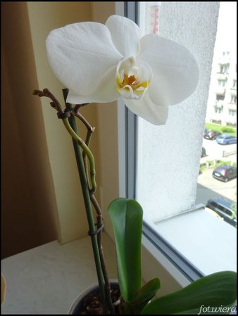 Phalaenopsis.jpg