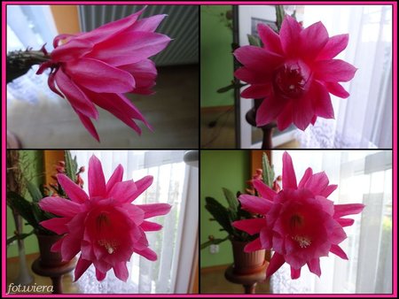 Epiphyllum Ackermannii.jpg