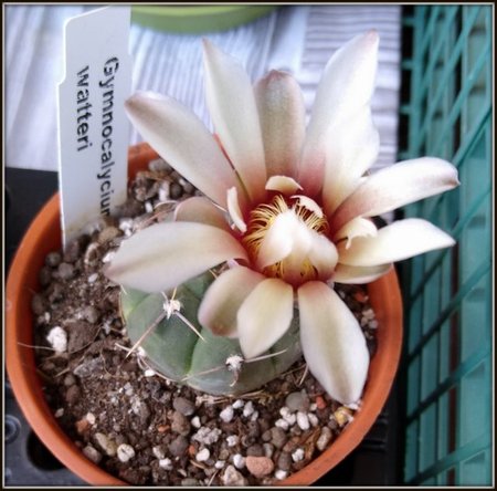 GYMNOCALYCIUM WATTERI.jpg