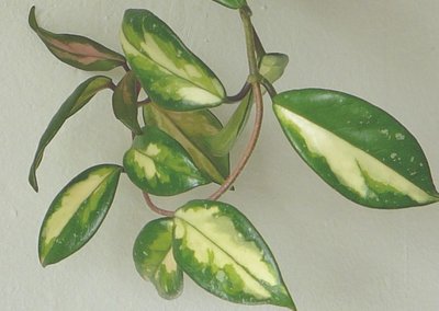 hoya carnosa Tricolor.jpg