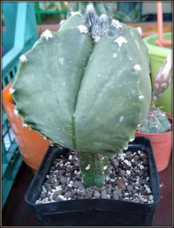 ASTROPHYTUM MYRIOSTIGMA szczepiony na Pereskiopsis....jpg