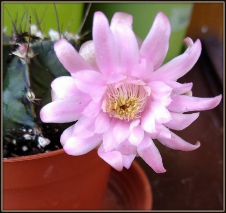 GYMNOCALYCIUM MICHANOVICHII..jpg