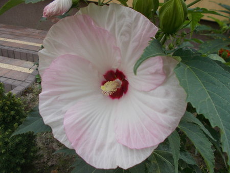 hibiskus.JPG