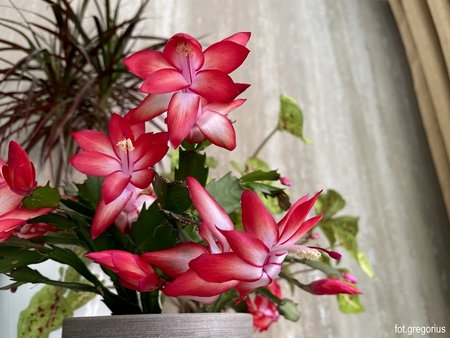 Szlumbergera (1).jpeg