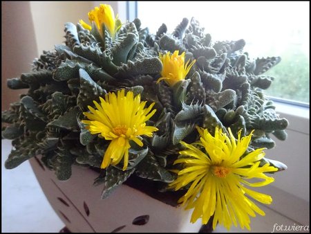 Faucaria tuberculosa.jpg