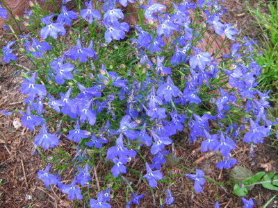 Lobelia 1.jpg