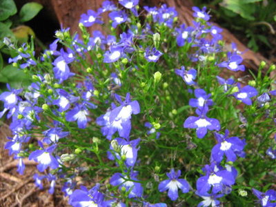 Lobelia 2.jpg