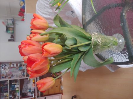 tulipanyczer.jpg