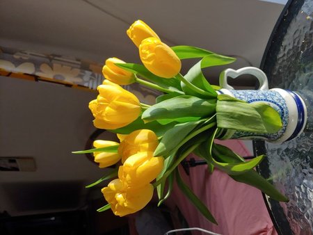 tulipanyzol.jpg