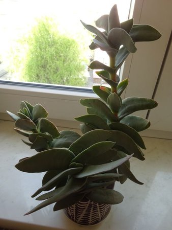 Crassula falcata.jpg