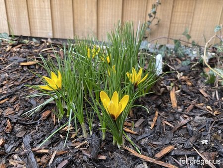 Krokus Korolkowa  Crocus korolkowii.jpeg