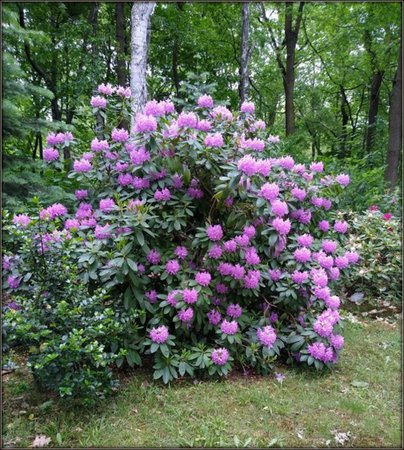 Rododendron...jpg
