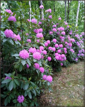 Rododendron..,.jpg