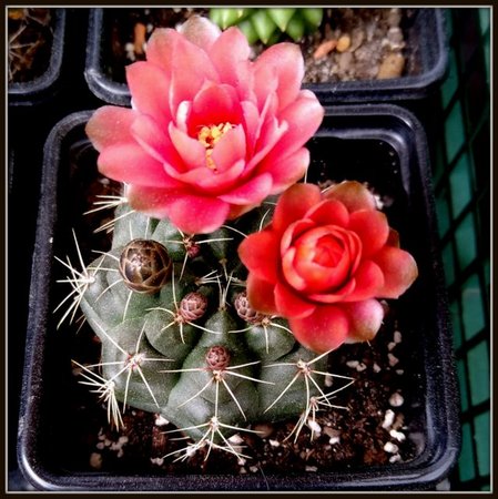 Gymnocalycium saglionis..jpg