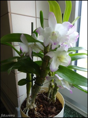 Dendrobium nobile.jpg