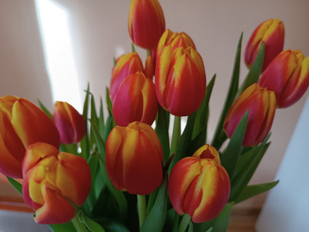 tulipany.jpg