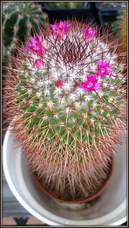 Mammillaria.jpg