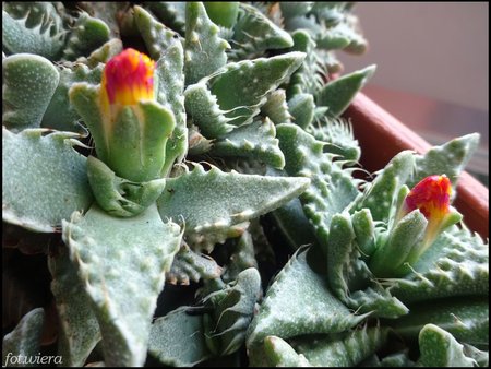 Faucaria tuberculosa.JPG