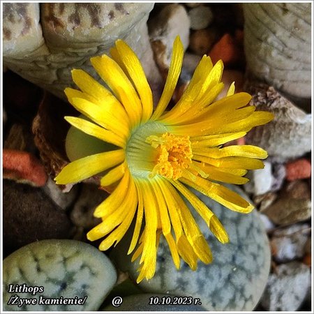 Lithops_20231010_160009.jpg