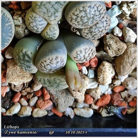 Lithops_20231010_155941.jpg