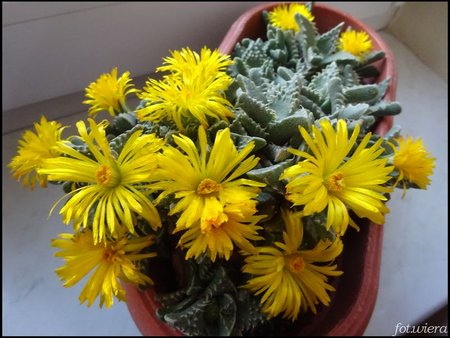 Faucaria tuberculosa.JPG