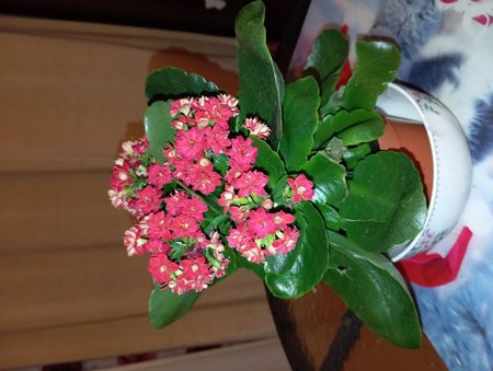 kalanchoe2024.jpg