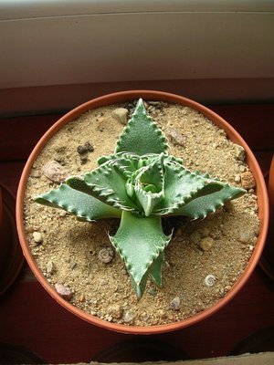 faucaria.jpg