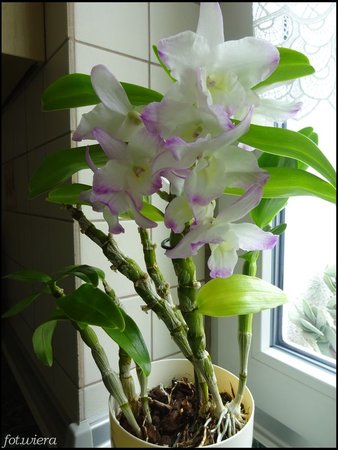 Dendrobium nobile.JPG