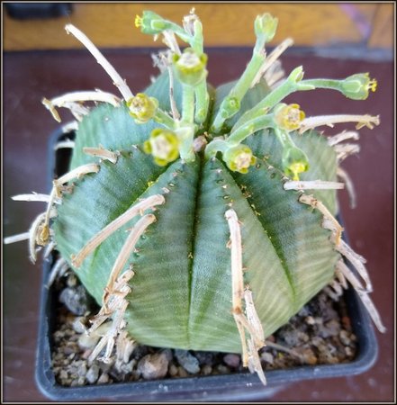 Euphorbia-001.jpg