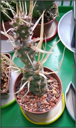 Tephrocactus artuculatus-001.jpg