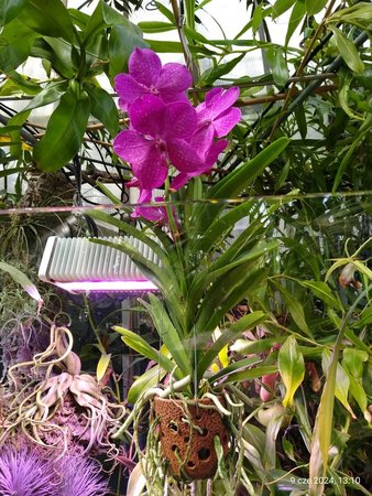 Venda Orchid Plant.jpg