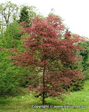 fagus_sylvatica_tricolor_arb.jpg