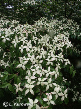 Cornus kousa.jpg