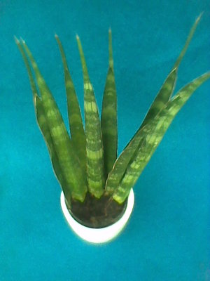 Sansevieria Kirkii Friends.jpg