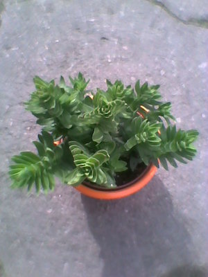 Crassula Estagnol.jpg