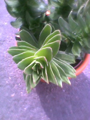 Crassula Estagnol-zbliżenie.jpg